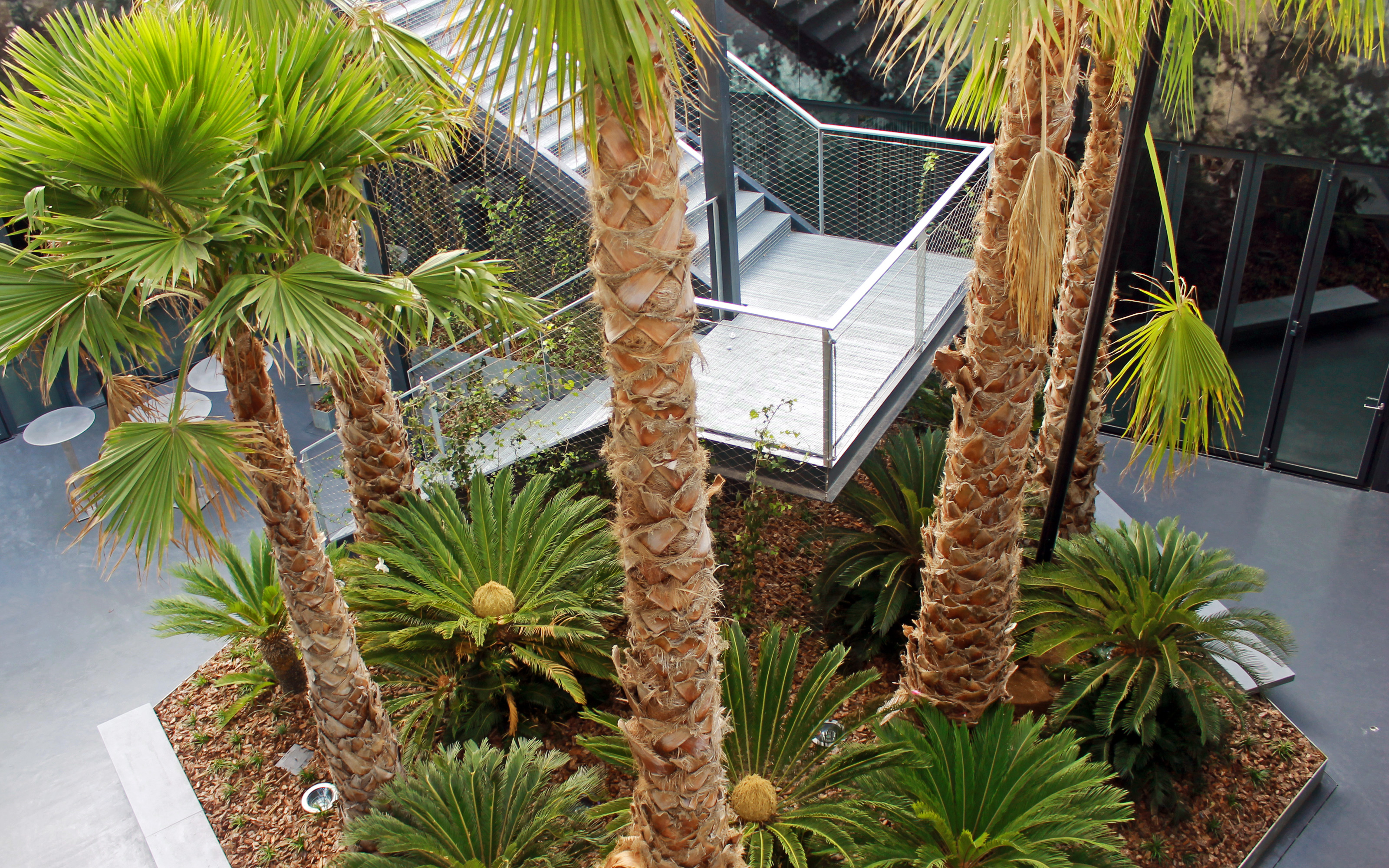 Large palm trees in indoor planters